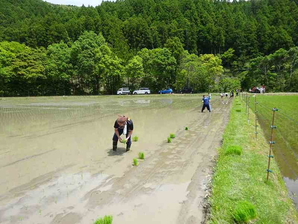 田植え