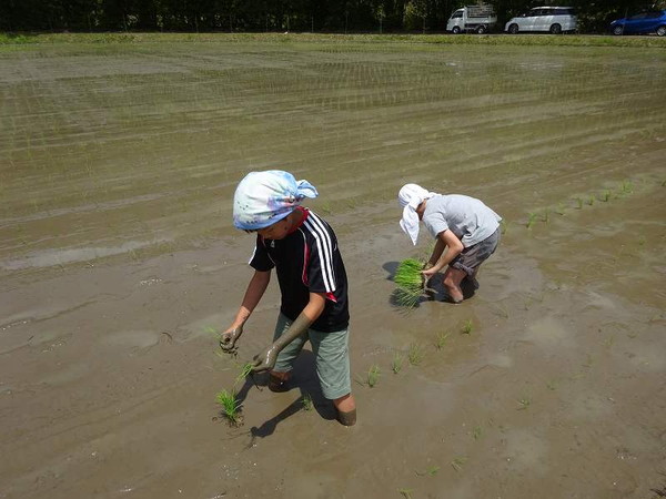 田植え