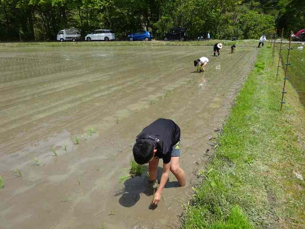 田植え