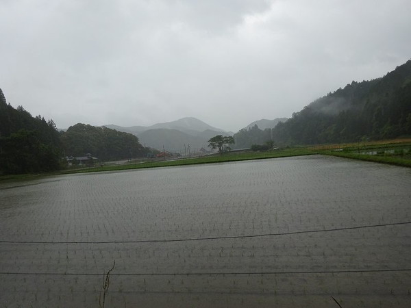 田植え