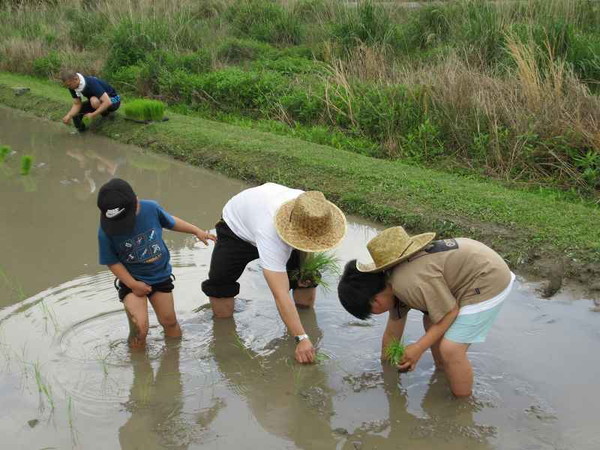 田植え