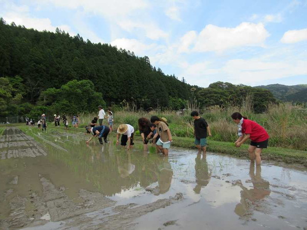 田植え