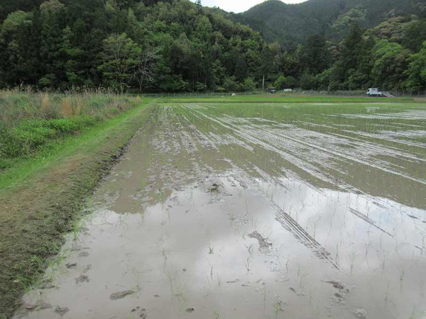 田植え