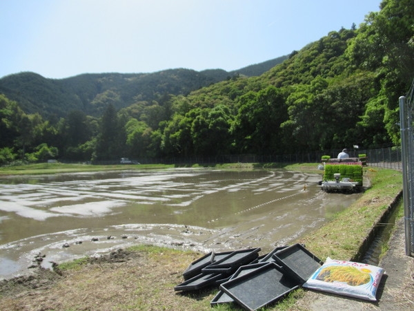 田植え