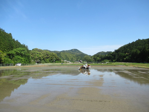 田植え