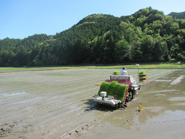 田植え