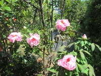 7851-s-2.jpg