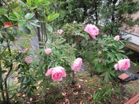 7853-s-1.jpg