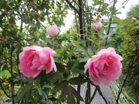 7853-s-2.jpg