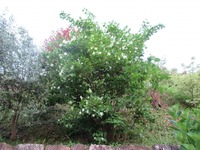 7866-s-1.jpg